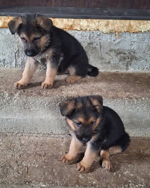 Vand pui ciobanesc german Bucuresti/ Giurgiu,