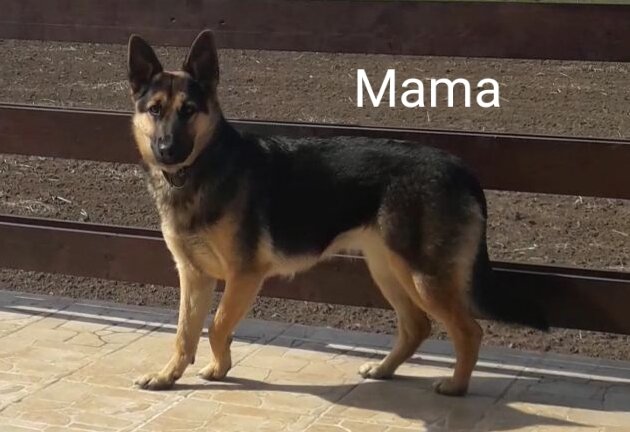 Vand pui ciobanesc german Bucuresti/ Giurgiu,