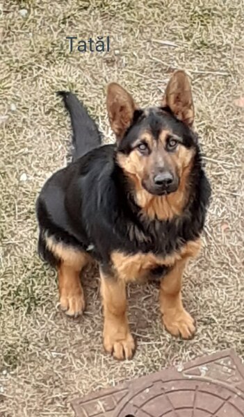 Vand pui ciobanesc german Bucuresti/ Giurgiu,