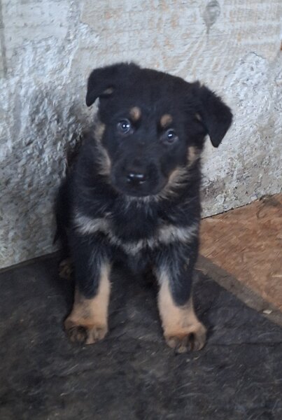 Vand pui ciobanesc german Bucuresti/ Giurgiu,