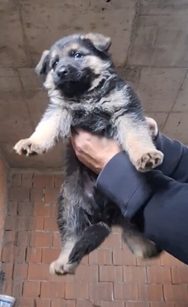 Vand pui ciobanesc german Bucuresti/ Giurgiu,