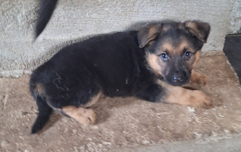 Vand pui ciobanesc german Bucuresti/ Giurgiu,