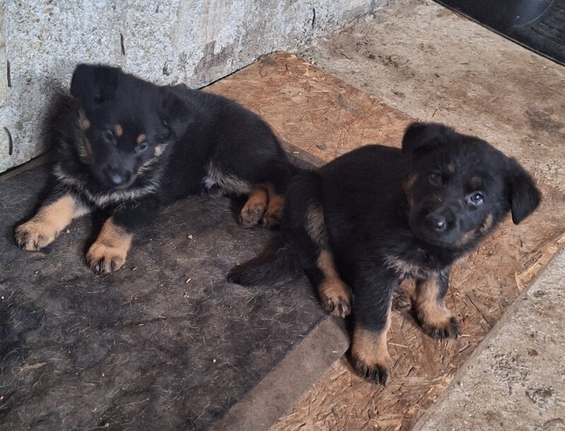 Vand pui ciobanesc german Bucuresti/ Giurgiu,