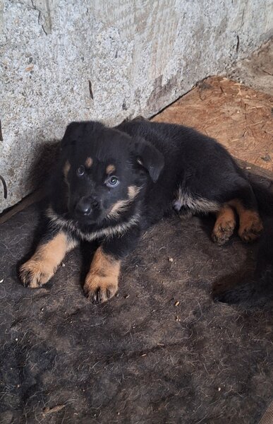 Vand pui ciobanesc german Bucuresti/ Giurgiu,