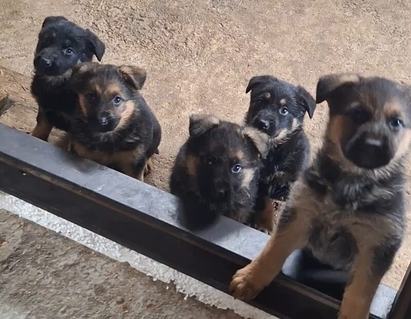 Vand pui ciobanesc german Bucuresti/ Giurgiu,