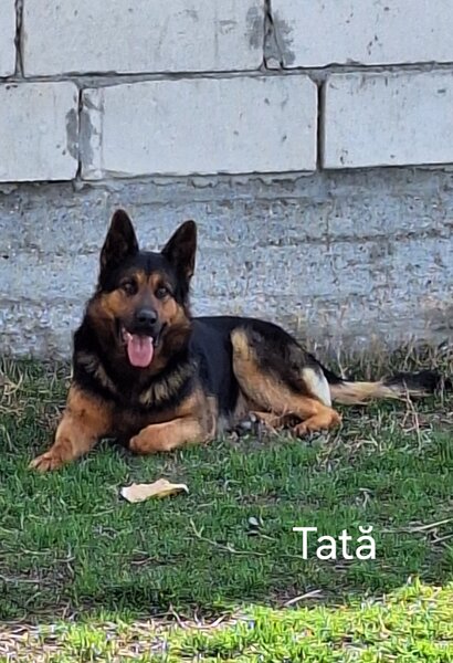 Vand pui ciobanesc german Bucuresti/ Giurgiu,