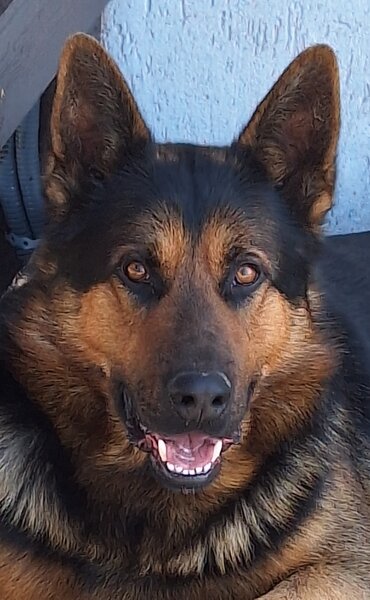 Vand pui ciobanesc german Bucuresti/ Giurgiu,