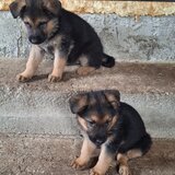 Vand pui ciobanesc german Bucuresti/ Giurgiu